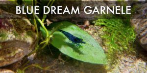 Blue Dream Garnele