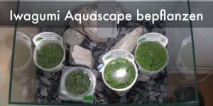 Iwagumi Aquascape bepflanzen