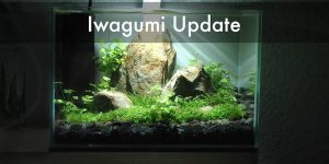 Iwagumi Update nach 6 Wochen