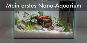 Mein erstes 12 Liter Nano-Aquarium