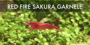 Red Fire Sakura Garnele