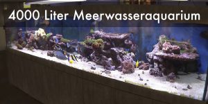 3800 Liter Meerwasseraquarium