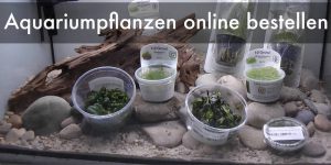 Aquariumpflanzen online bestellen