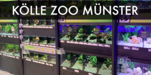 Besuch bei Koelle Zoo Muenster
