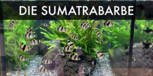 Die Sumatrabarbe